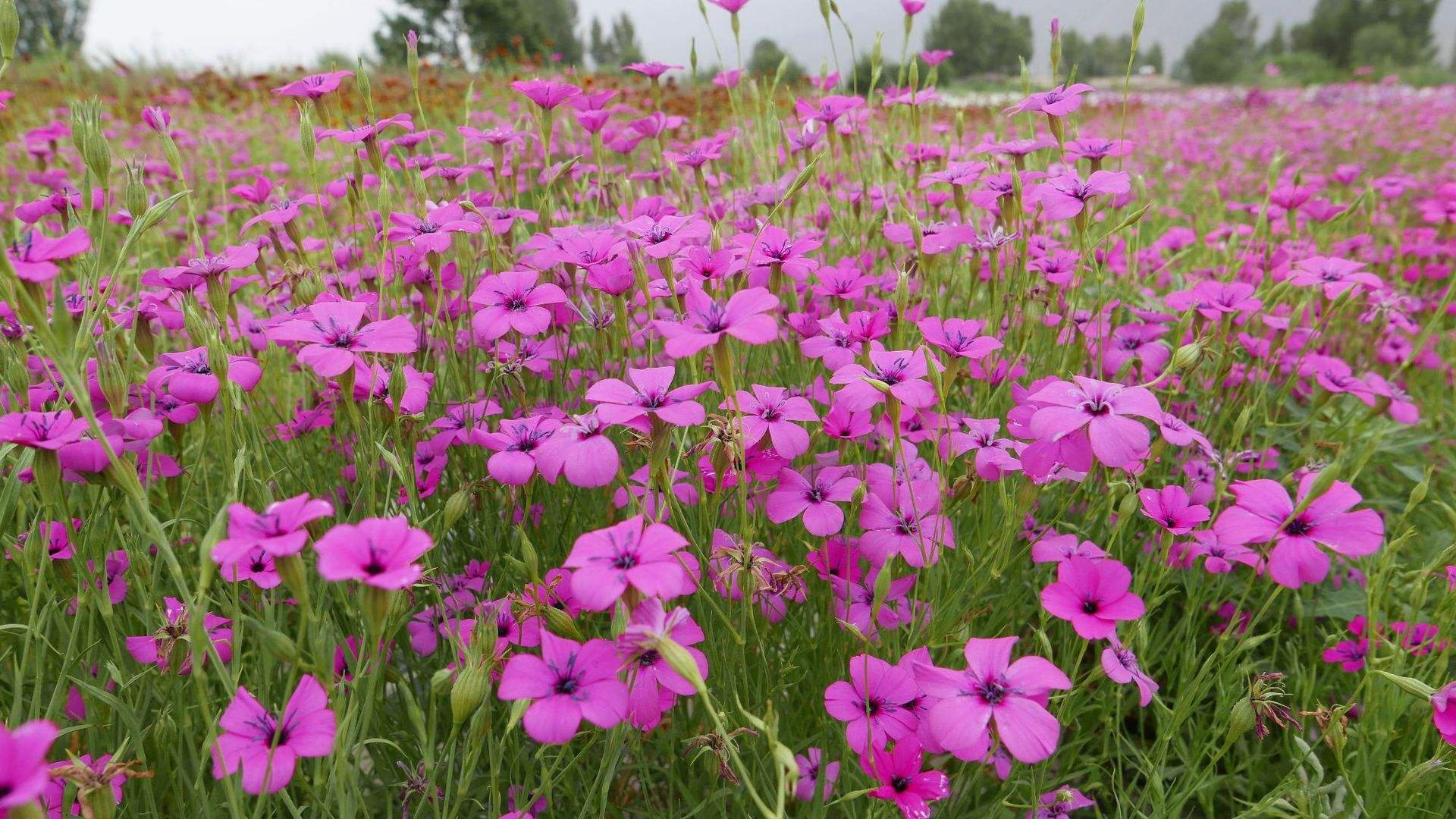 常见有毒花千万别碰,世上有毒的花和植物