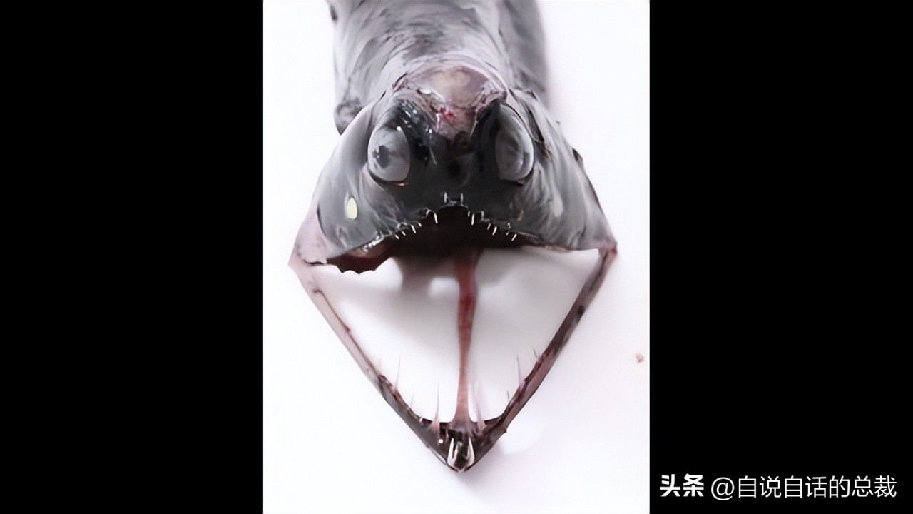 潜入深海寻找宝藏,潜入海底最深处你会发现什么