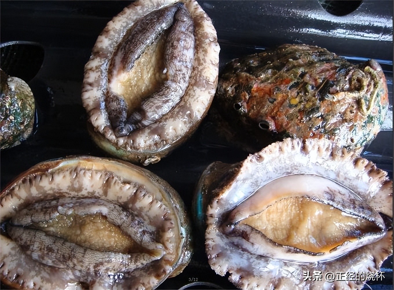 鲍鱼分布在哪里,鲍鱼由哪些部分组成的