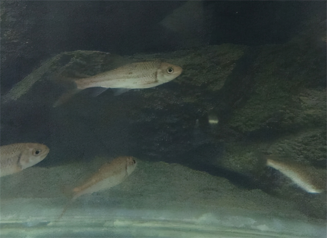 湖北一山洞吐鱼视频,湖北一山洞每年吐鱼