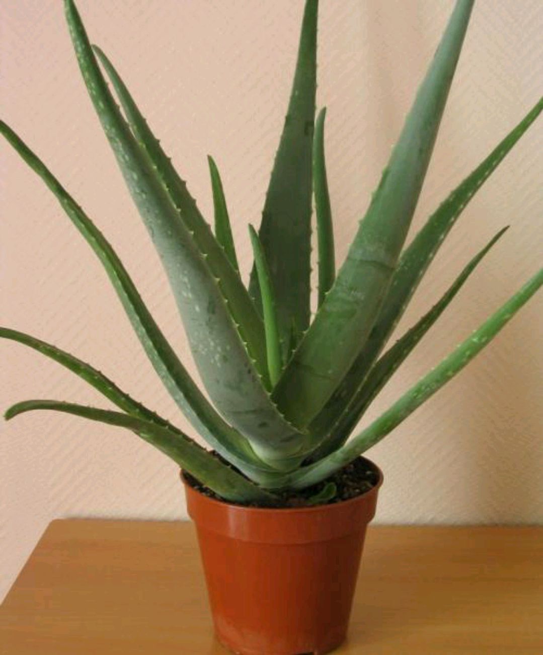 喜欢养花的人更养人,喜欢养花的能不能养猫