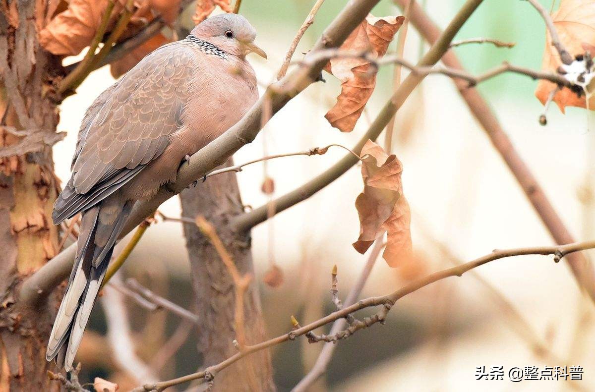 斑鸠能吃多少东西,斑鸠吃小斑鸠吗