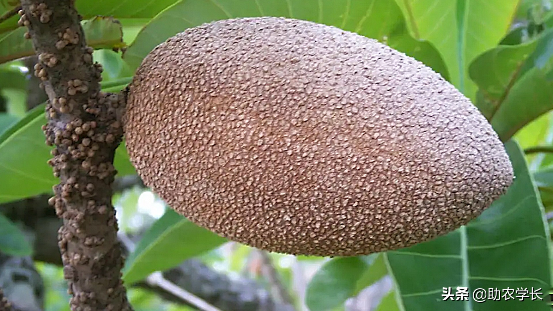 妈米果多少价位,妈咪果好吃吗