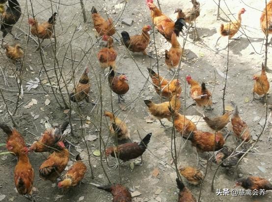 鸡干吃不胖要喂什么药,鸡群消瘦只吃不长是什么原因