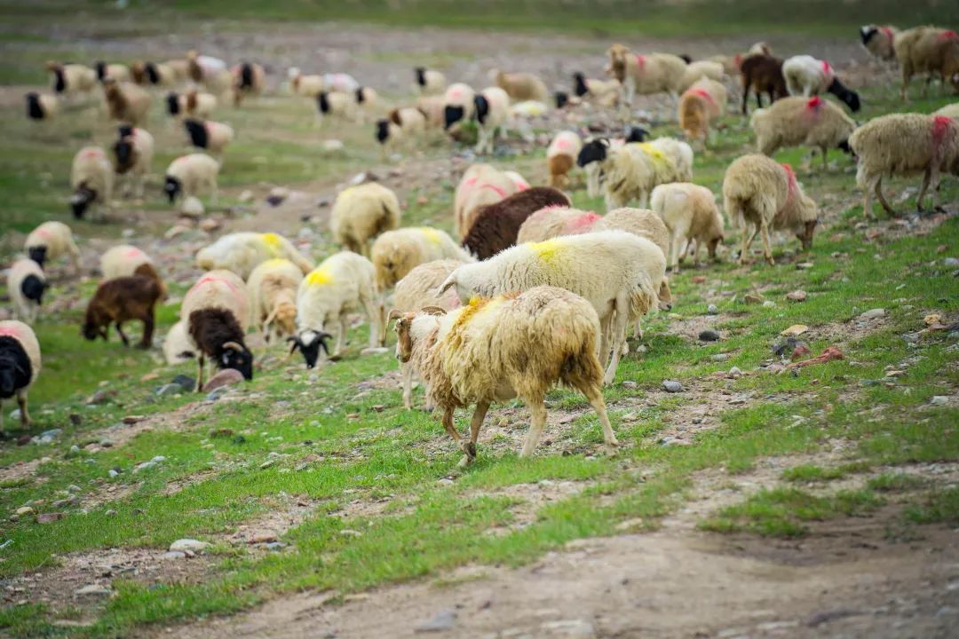 最美公路独库通车仪式,官宣独库公路2021年开通时间