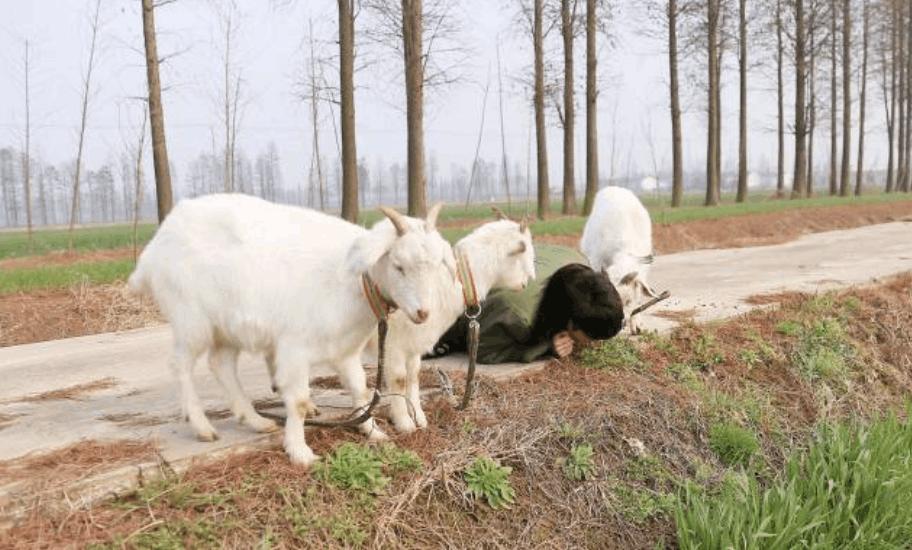 夏天羊不吃食没精神怎么治,天热羊不好好吃草怎么办
