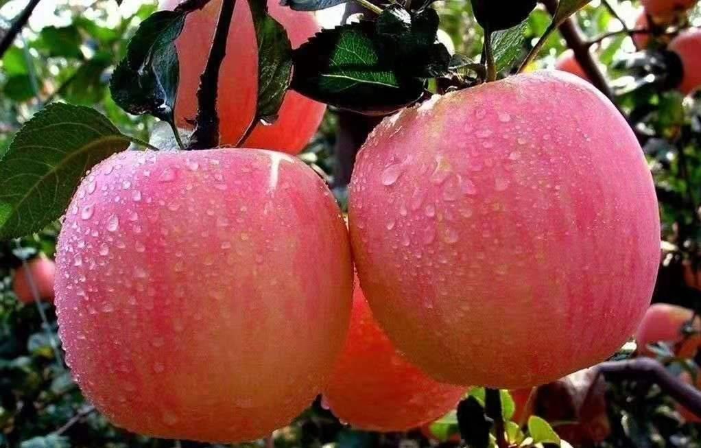 全国哪个省苹果最好吃,中国哪里的苹果最甜脆