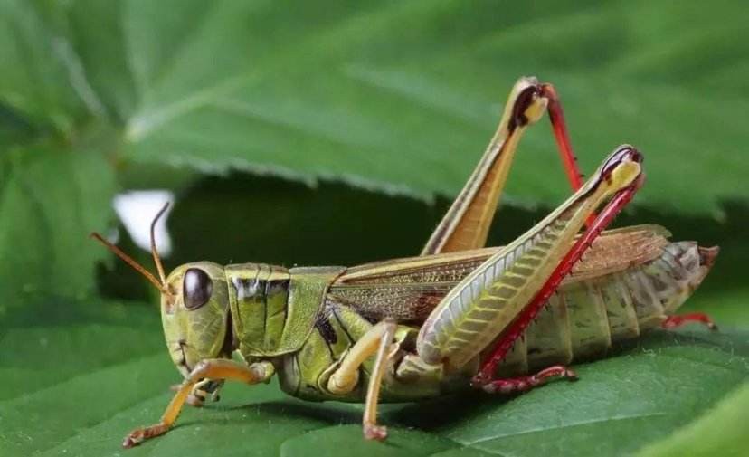 真正的丛林美食有哪些,硬核知识大全100个