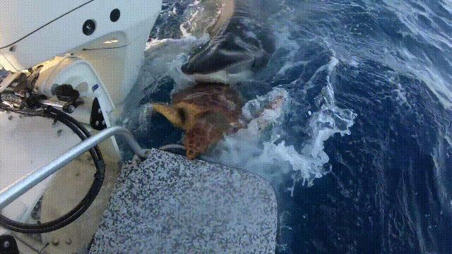 龟蛇大战,龟蛇大战故事