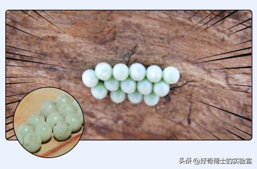 密密麻麻又小又黄的颗粒是虫卵吗,家里褐色小颗粒是什么虫卵