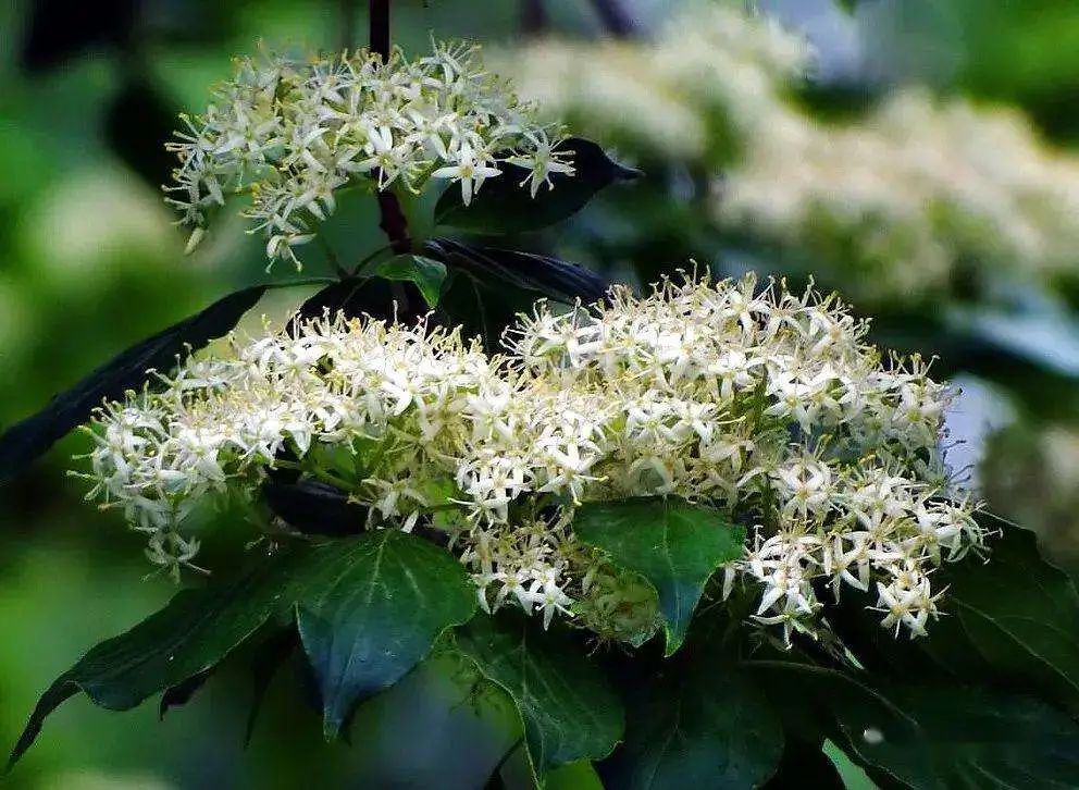 开花植物大全100种,实用分享30款小型开花树种介绍