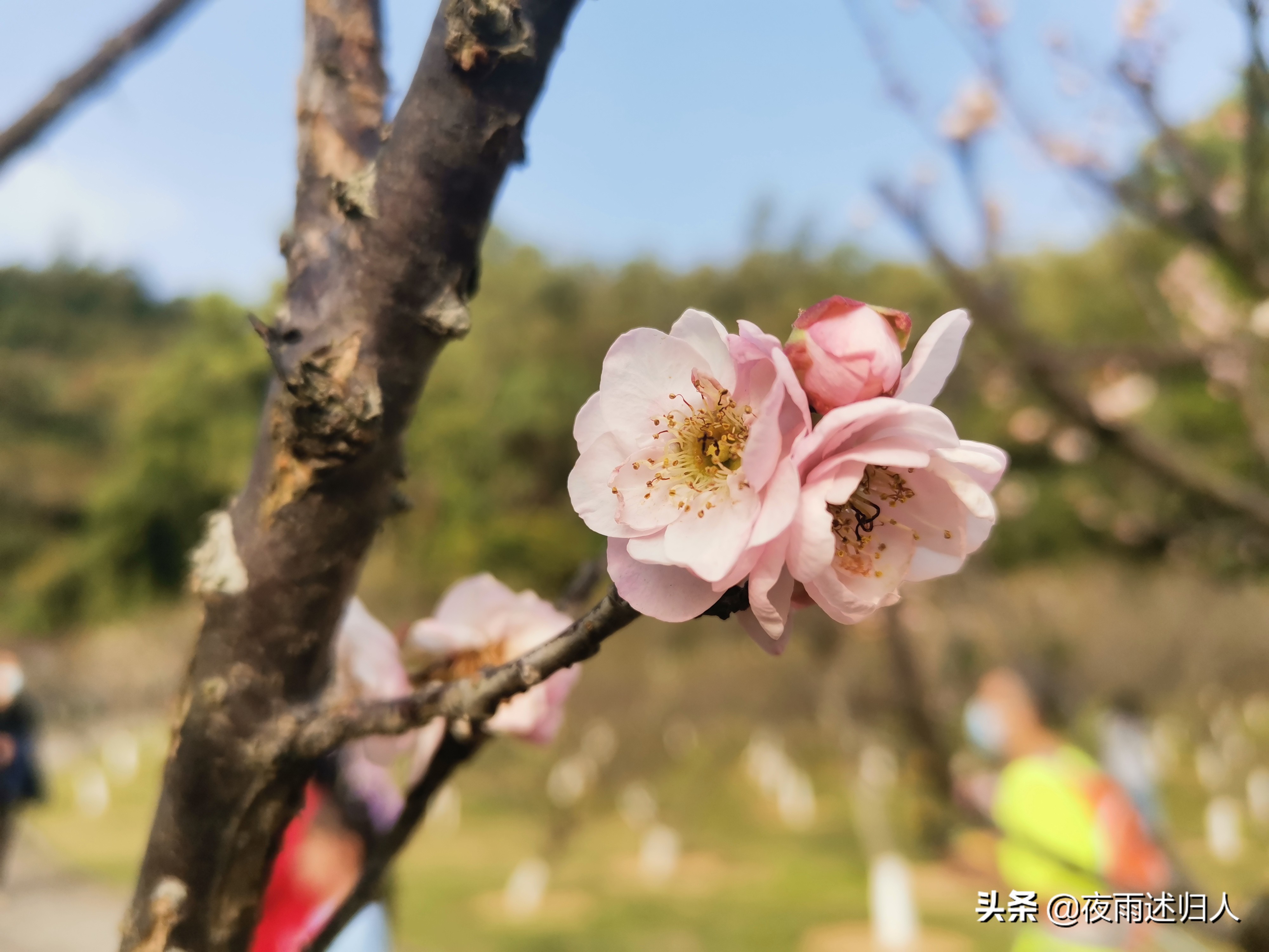 城南小陌花已开只见梅花不见人,城南小陌又逢春只见梅花的意思