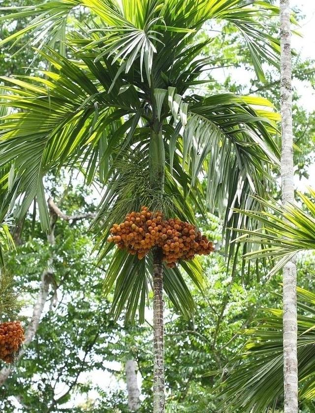 为什么湘潭槟榔那么出名,湖南槟榔进化史