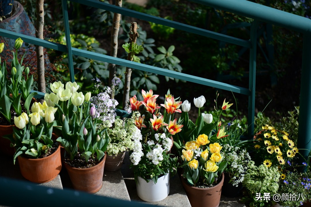 河马花园最耐阴植物,最漂亮的花园里的郁金香