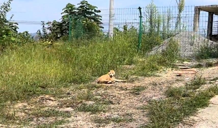 有人说这狗长了价值连城的狗宝，可网友看到，却直呼这只狗狗可怜