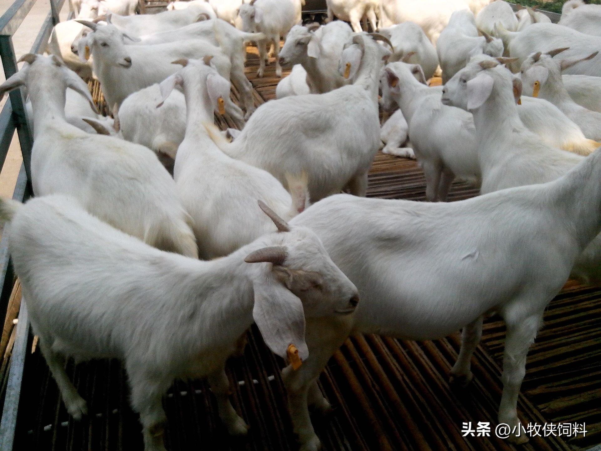 肉羊养殖新技术有哪些方法呢,养殖肉羊的注意事项有哪些