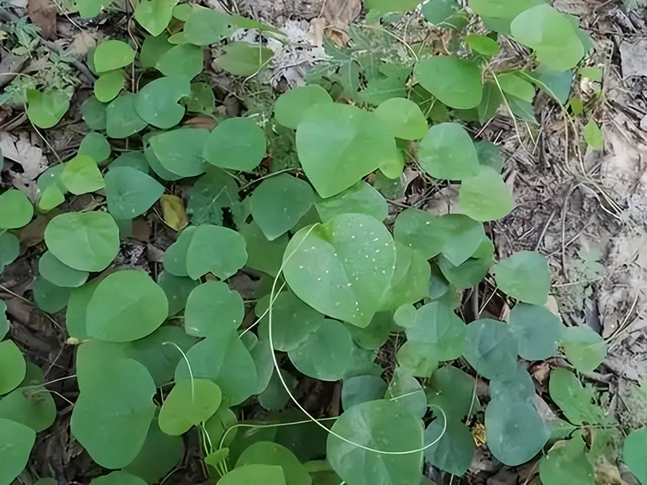 千金藤素到底是啥？南方农村很常见，过去当柴烧，如今火了