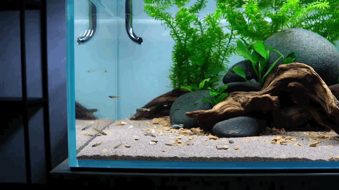 水草小缸养什么鱼最好,适合小型裸缸养的鱼