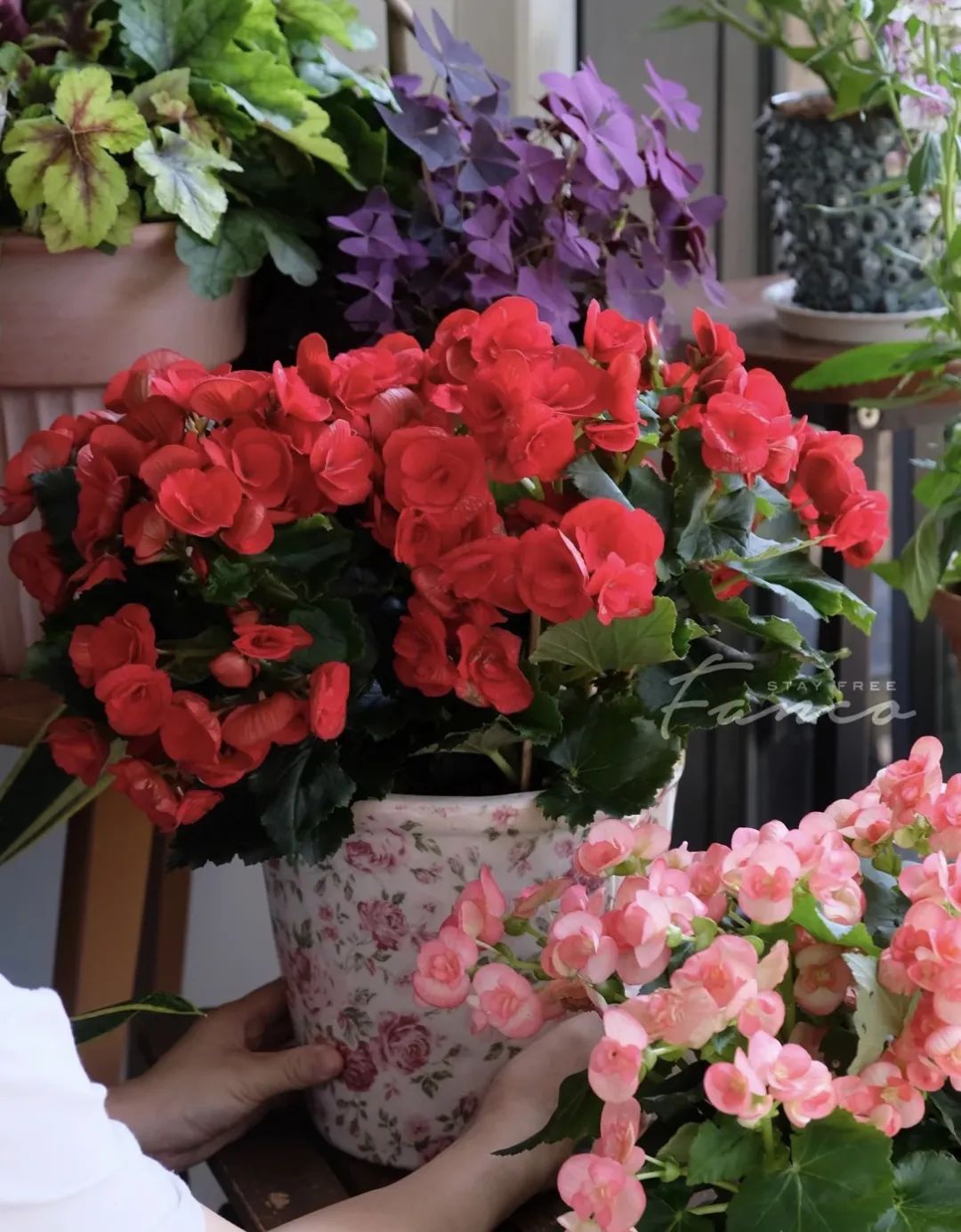 十种不适合浇水的花,长期缺水的花如何浇水