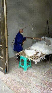 学生适合在宿舍里养的小宠物,在宿舍偷偷养的小宠物