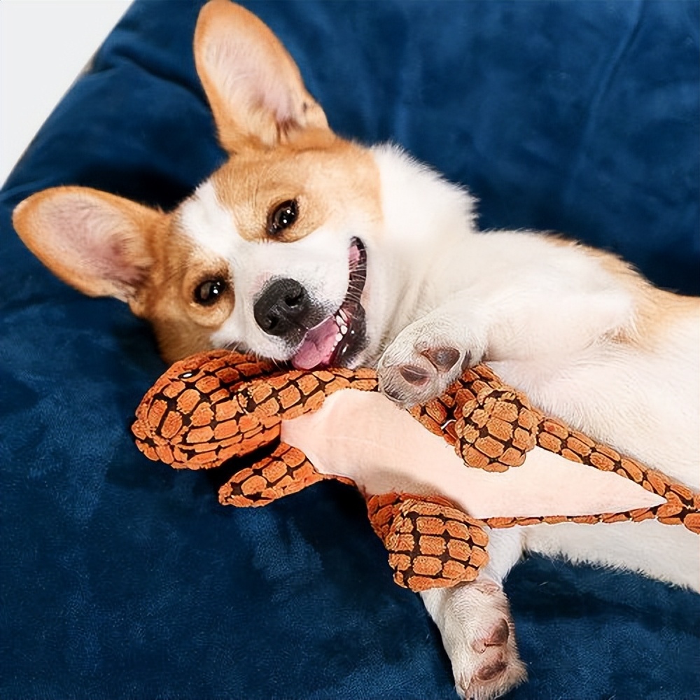 养柯基还是泰迪,养柯基还是泰迪省钱