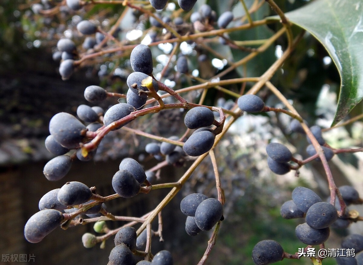 刚从树上摘的女贞子怎么保存,女贞子从树上摘下怎么处理