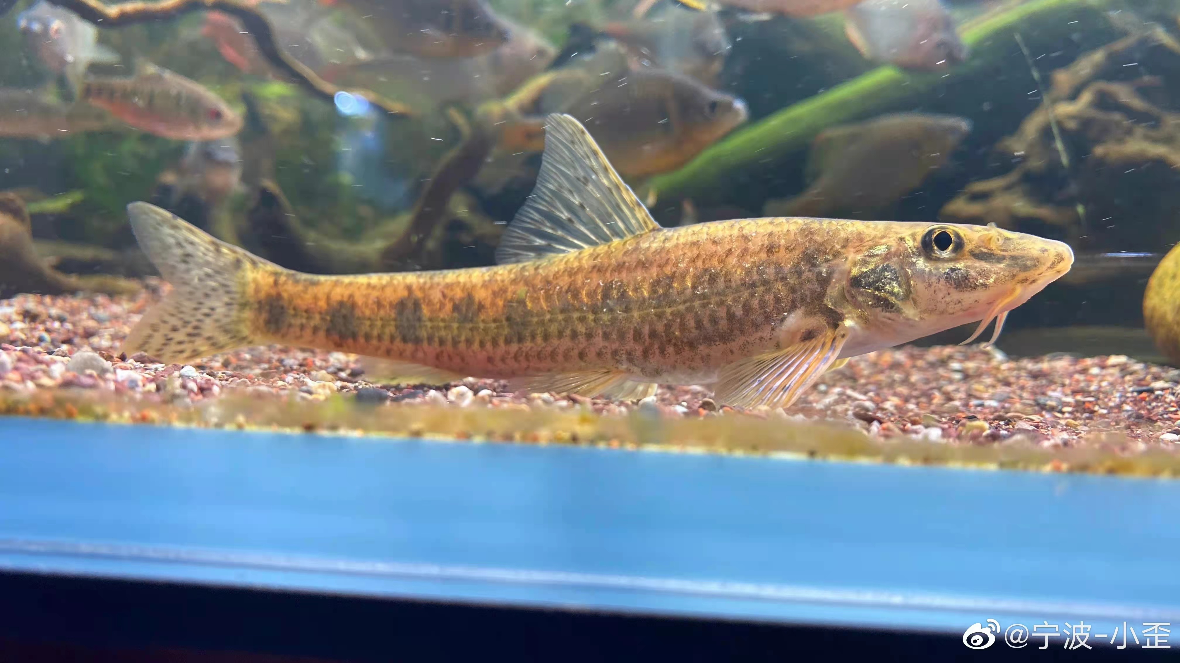 黑龙江鱼类大全名称,黑龙江十大出名鱼排名