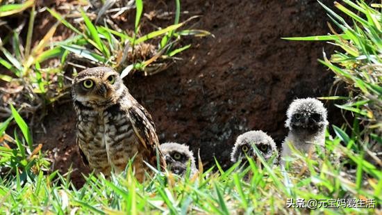 鸟窝怎么防大雨,鸟窝下雨天怎么处理