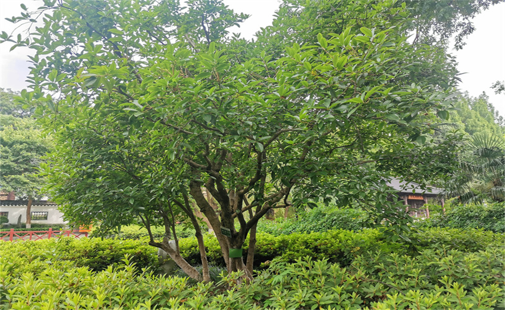 南京小西湖历史风貌,小西湖景区南京市江宁区