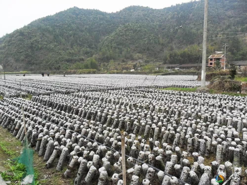 你想养什么植物说出五个理由,你想种植什么蘑菇