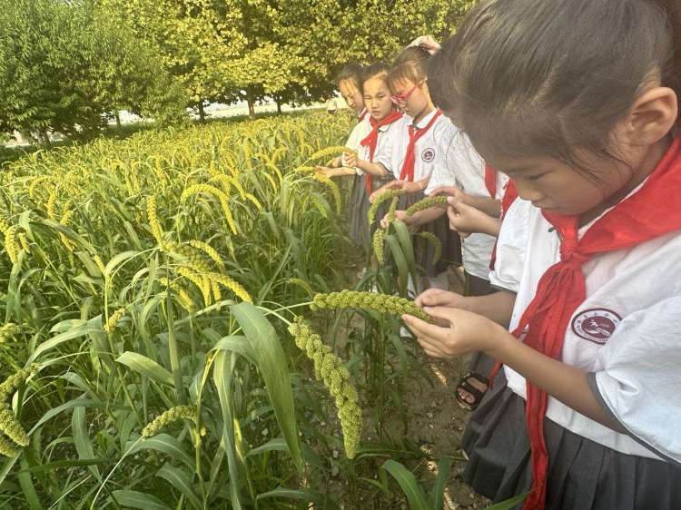 劳动实践促成长心得,劳动助成长实践促发展记录表
