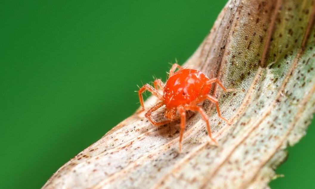 红糖做肥料会招蚂蚁有办法防止吗,过期的红糖可以撒在田里当肥料吗