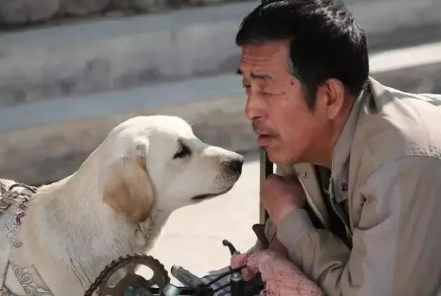 严禁虐待猫狗,禁止虐待猫狗