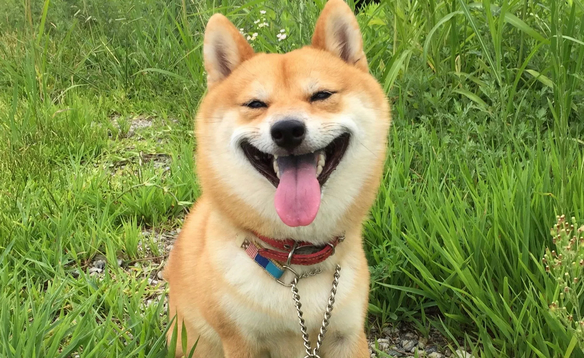 十大最萌宠物狗排行,最萌的宠物狗是什么品种