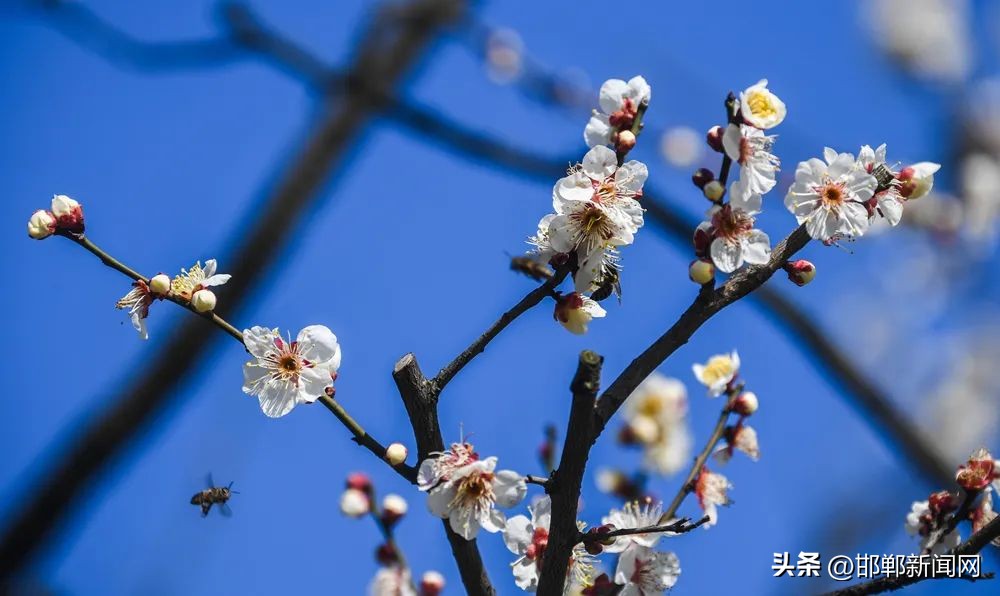 邯郸邱县最新通告,河北省邯郸市邱县最新通告