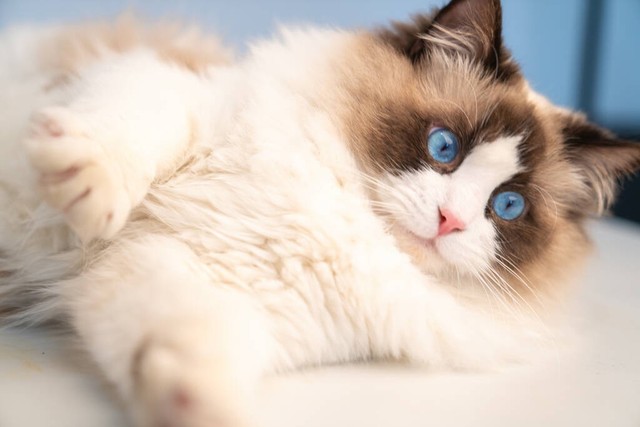 新手养猫品种大全图解视频,适合新手养猫的都有哪些品种