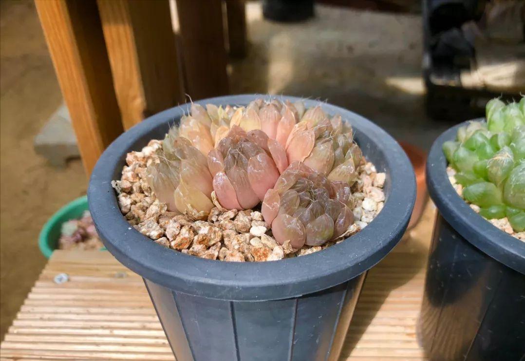 12卷多肉能露养吗能暴晒吗,蛛丝卷绢多肉怎么养护