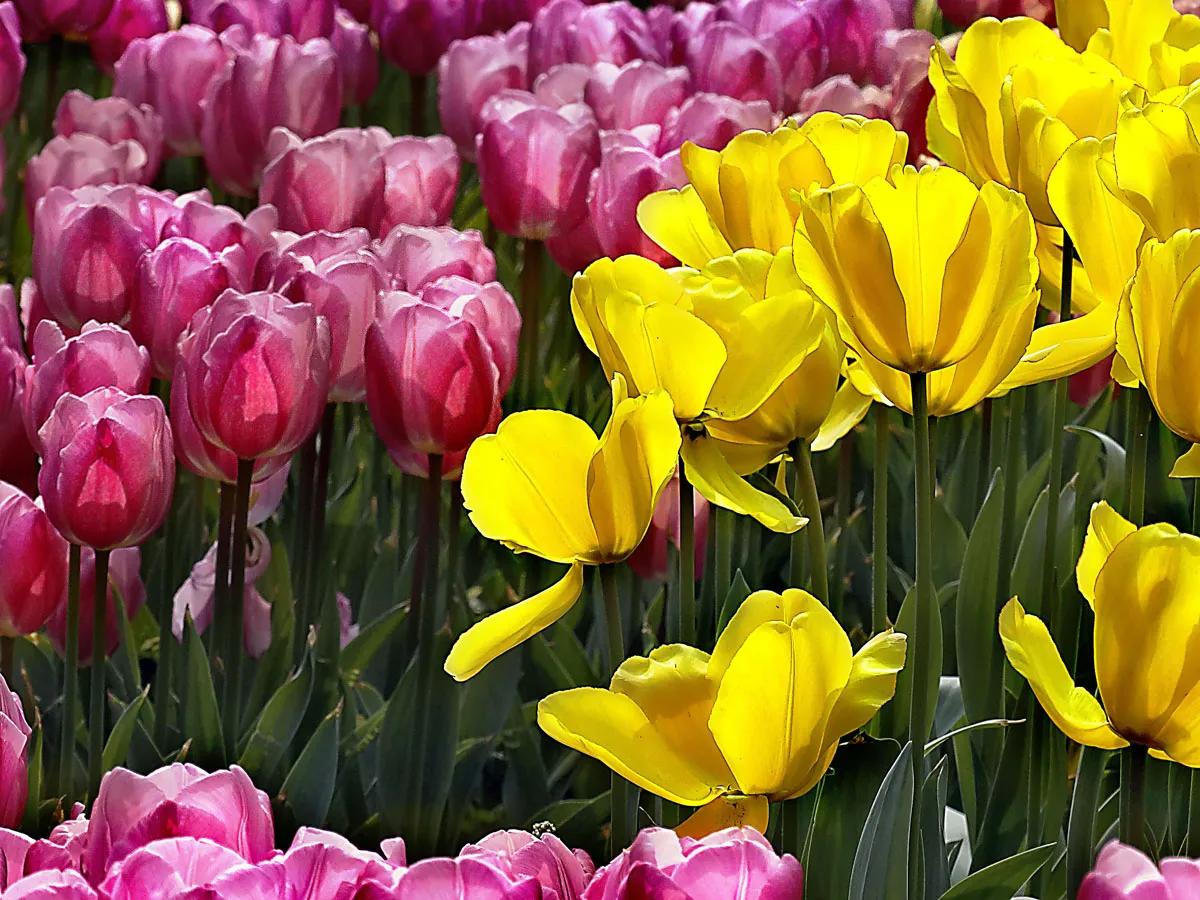 漂亮的郁金香随手一拍都是美景,春天的郁金香花海美得不可方物