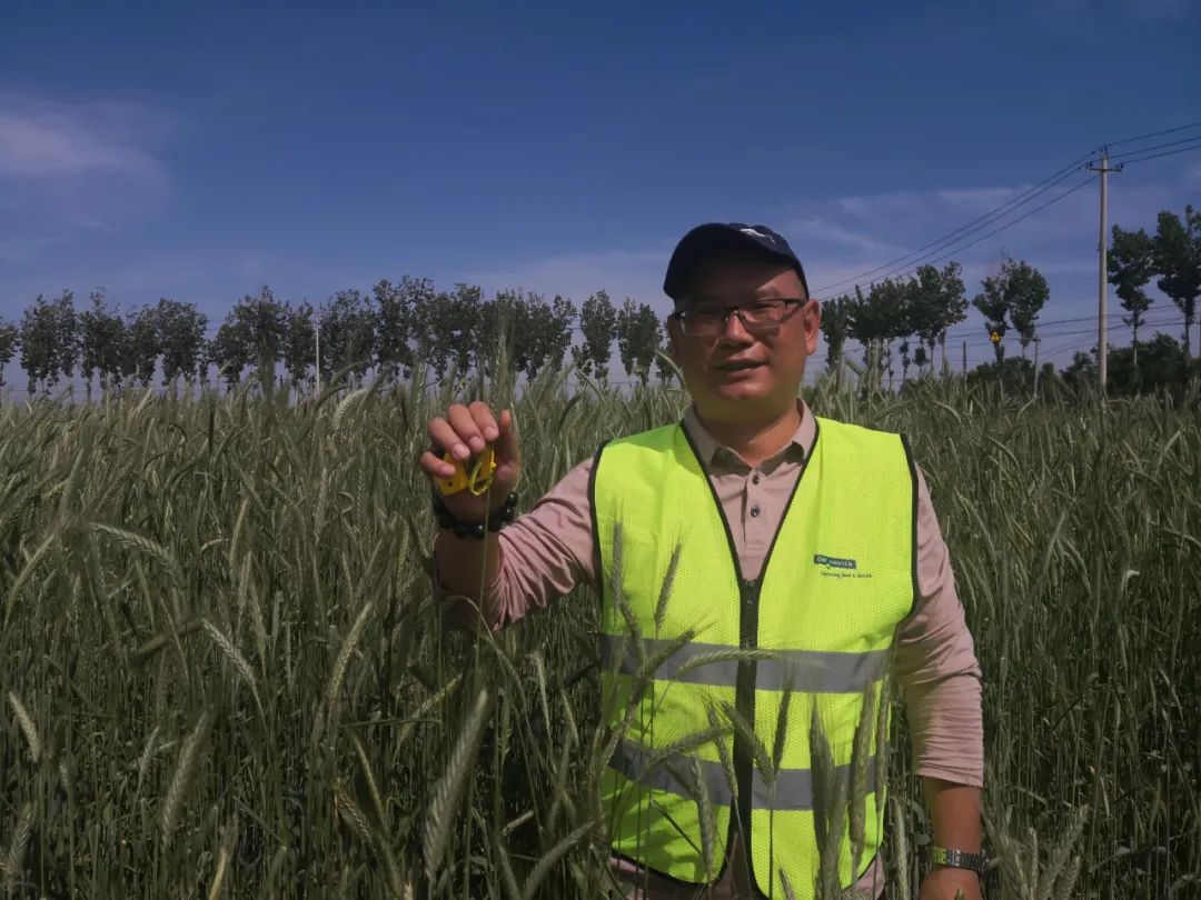 记者采访农民收入多少,小麦1500一亩收购源头