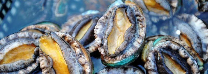 鲍鱼中常见的寄生虫,鲍鱼饲料有毒吗