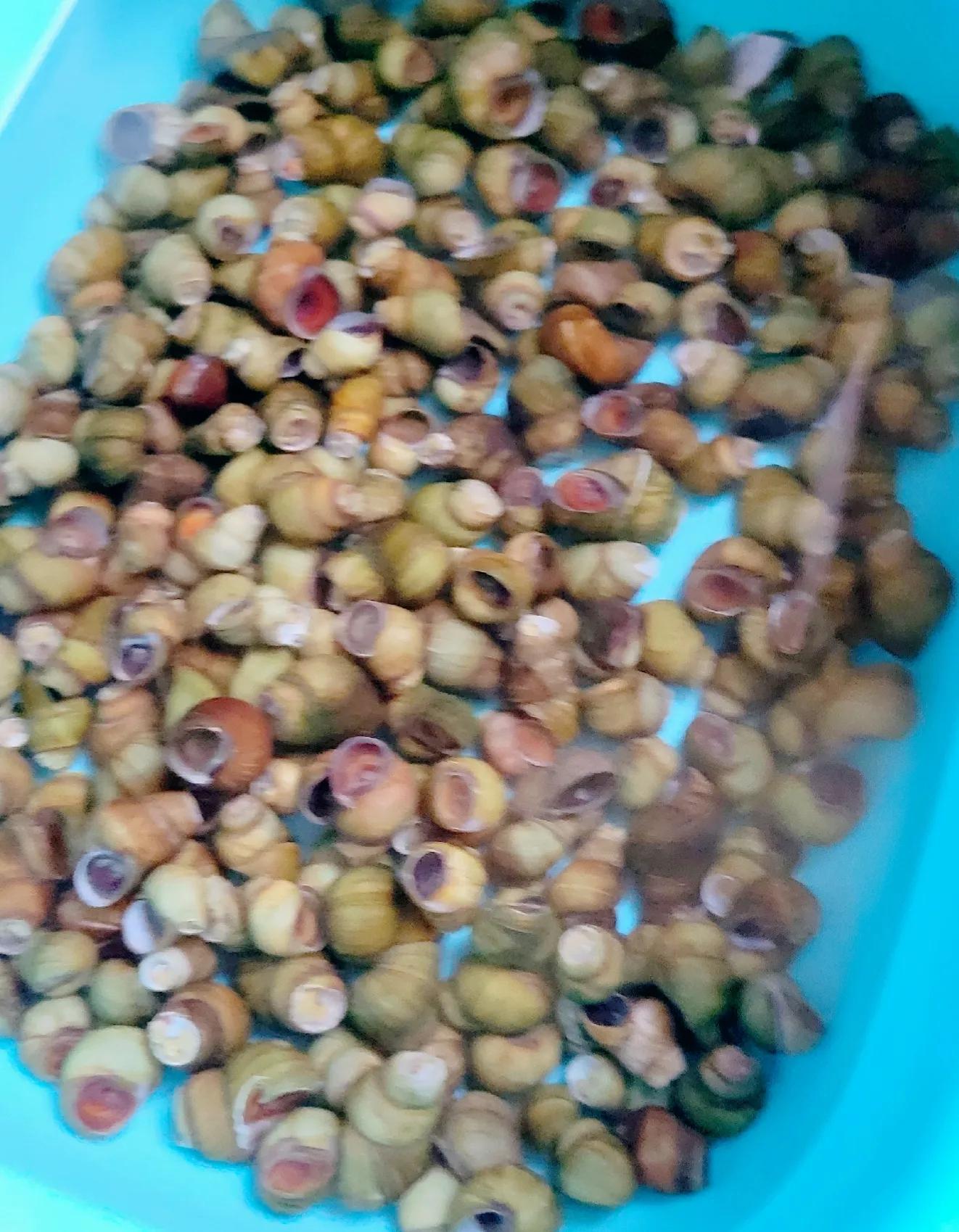 螺蛳怎么煮入味,贵州炒麻辣螺丝教学