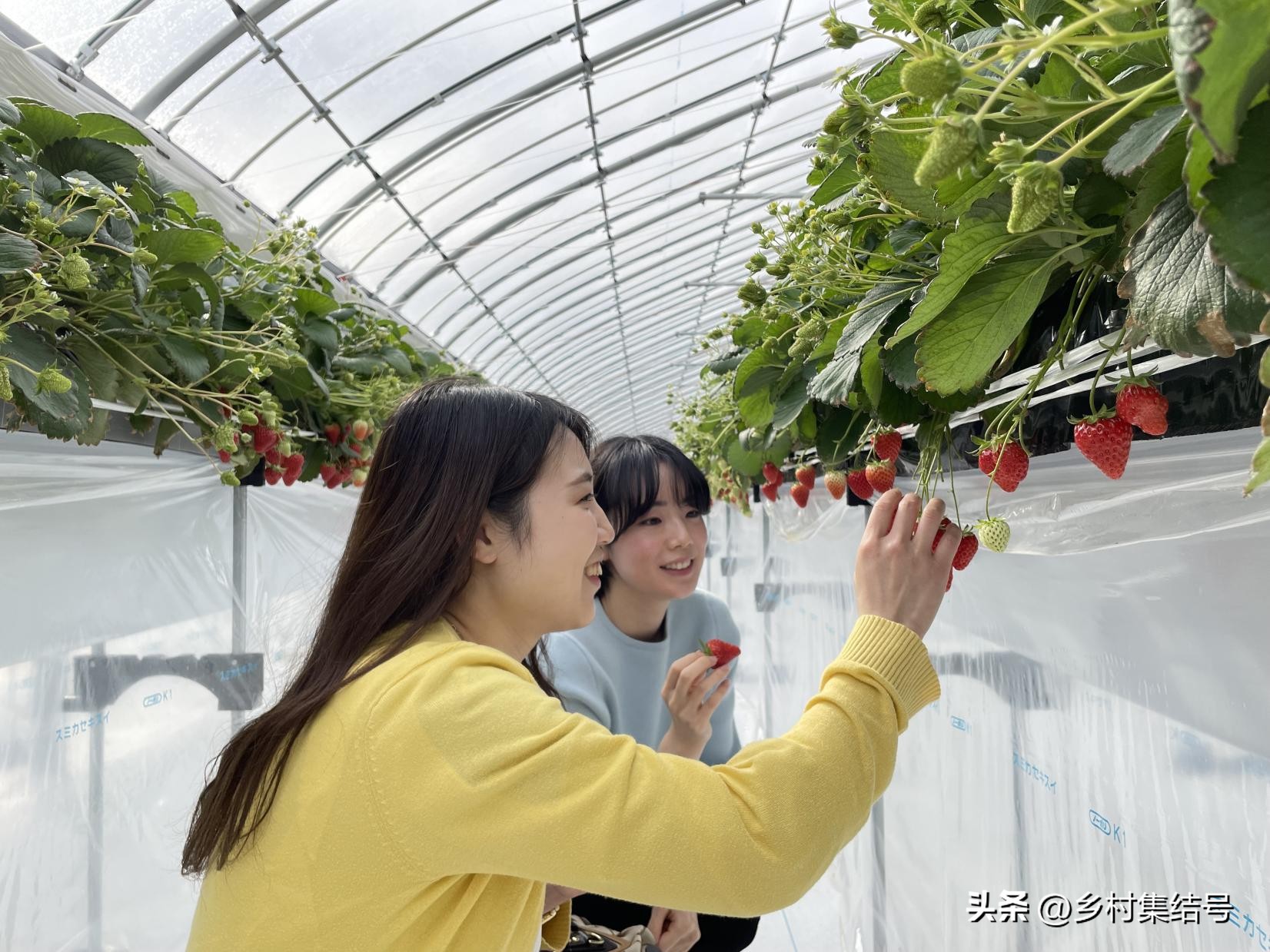 安田草莓园,日本安田草莓园