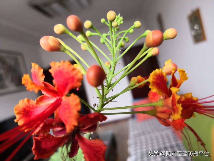 从发芽到开花的乐趣,从种子到果实成熟的感悟