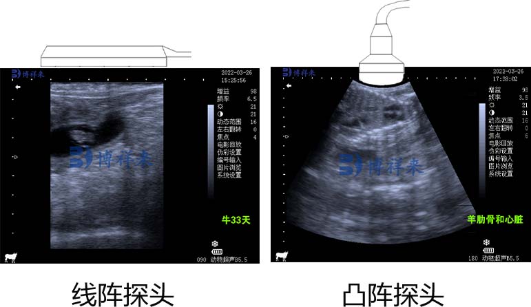 兽用b超什么探头更清晰,兽用b超探头有气泡准吗