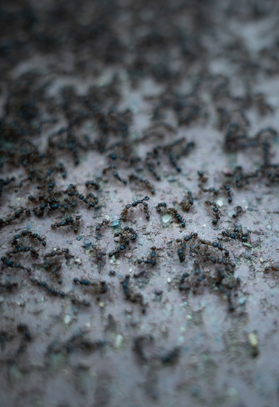 理光gr3微距放大倍率,理光gr3微距为什么是模糊的