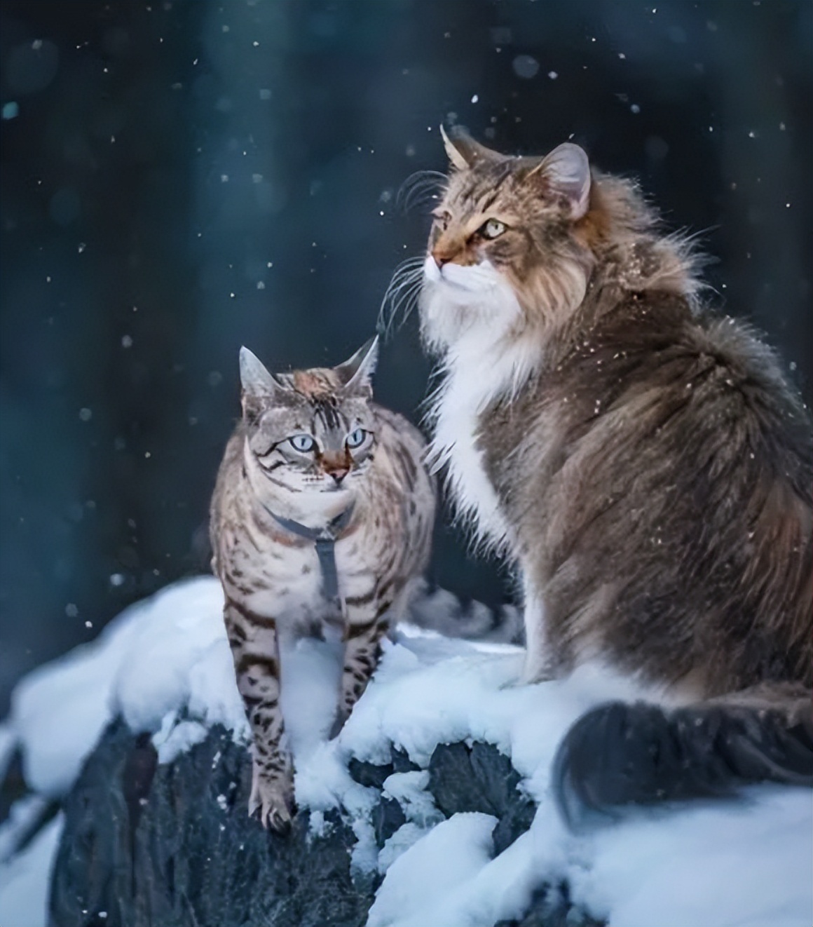 猫界智商最高的5种猫,盘点5种高智商猫咪