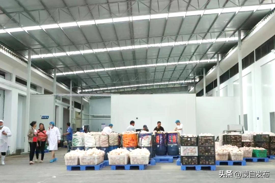 蒙自绿籽石榴好吃吗,蒙自石榴好吃还是突尼斯软籽好吃