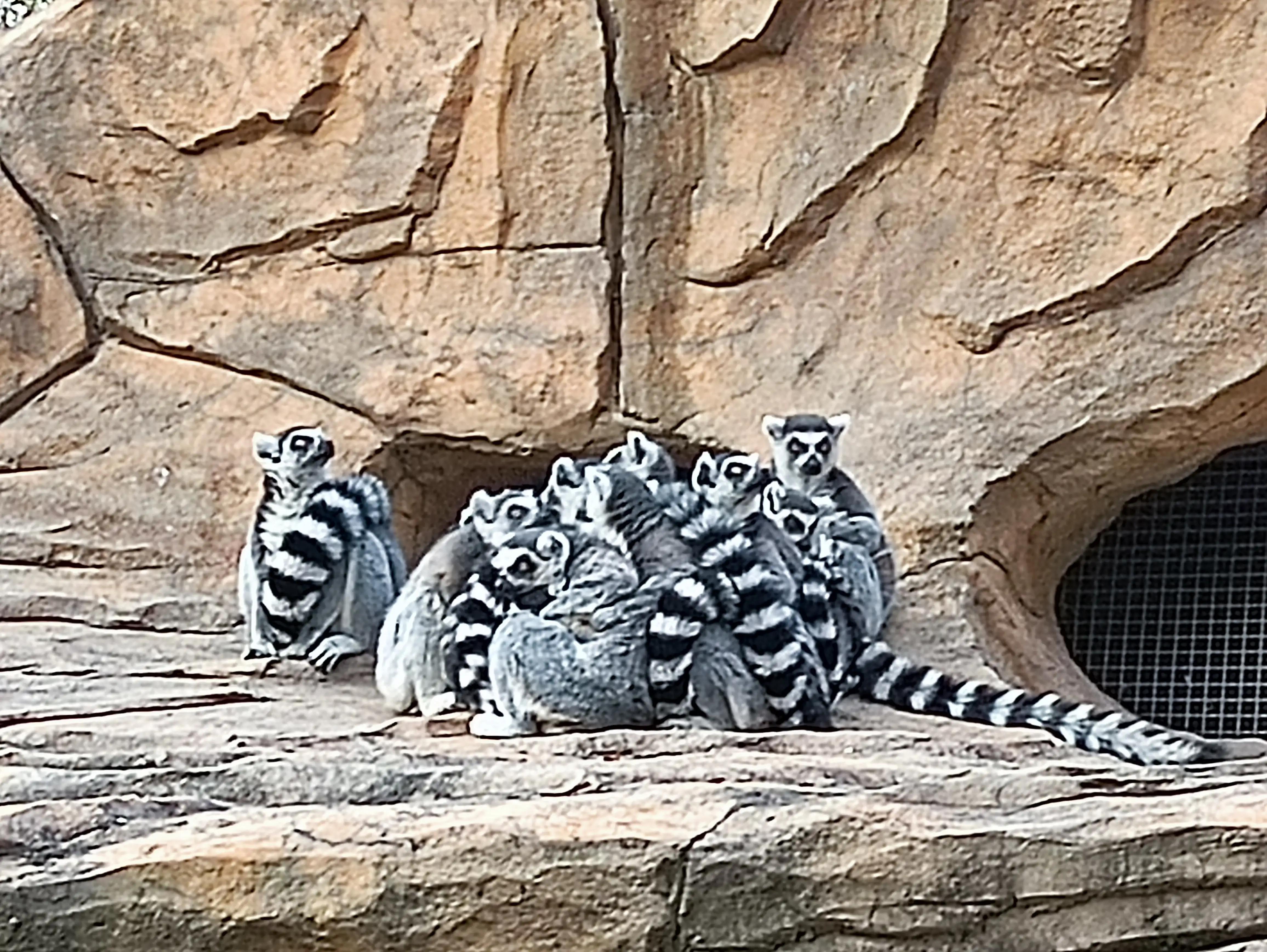 北京动物园和北京野生动物园区别,北京野生动物园狗妈妈和老虎狮子