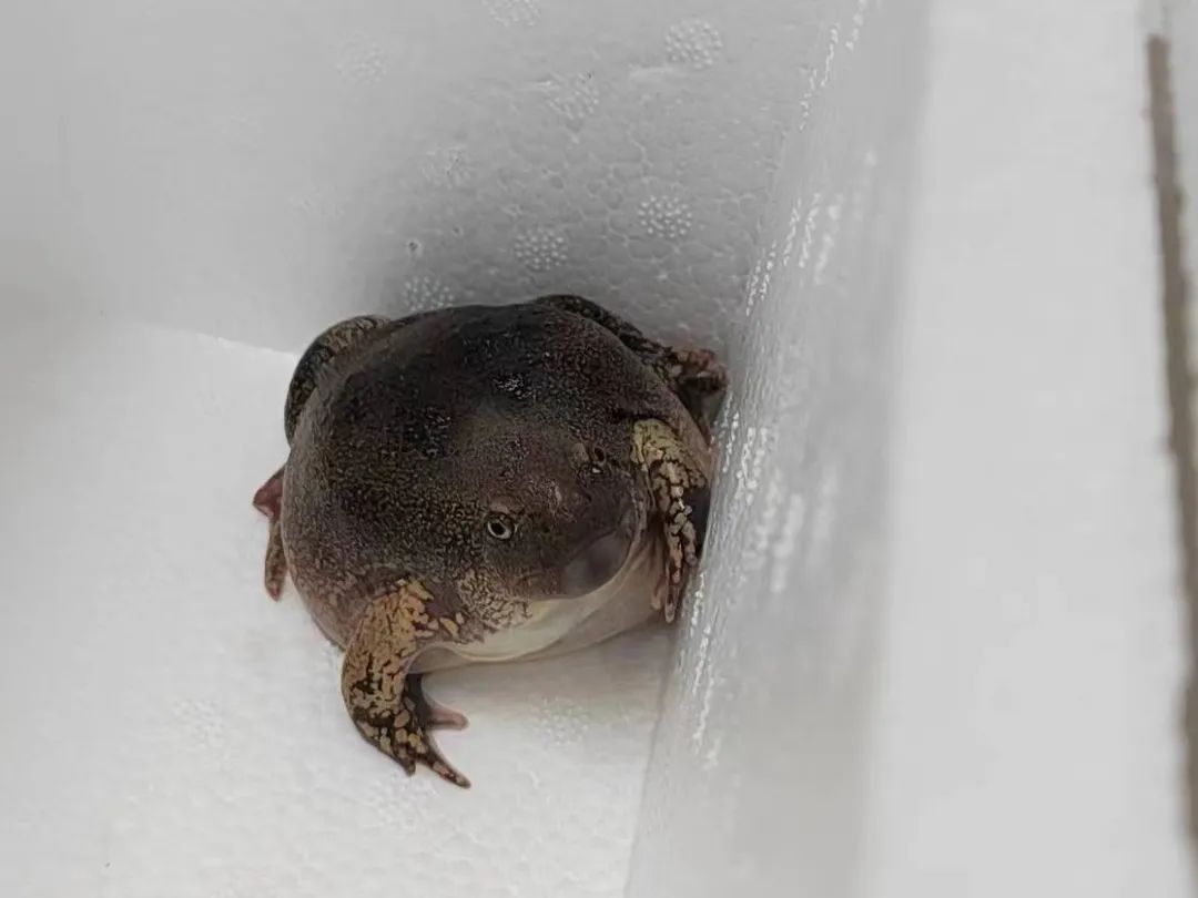 蛙泳教学,蛙莫言