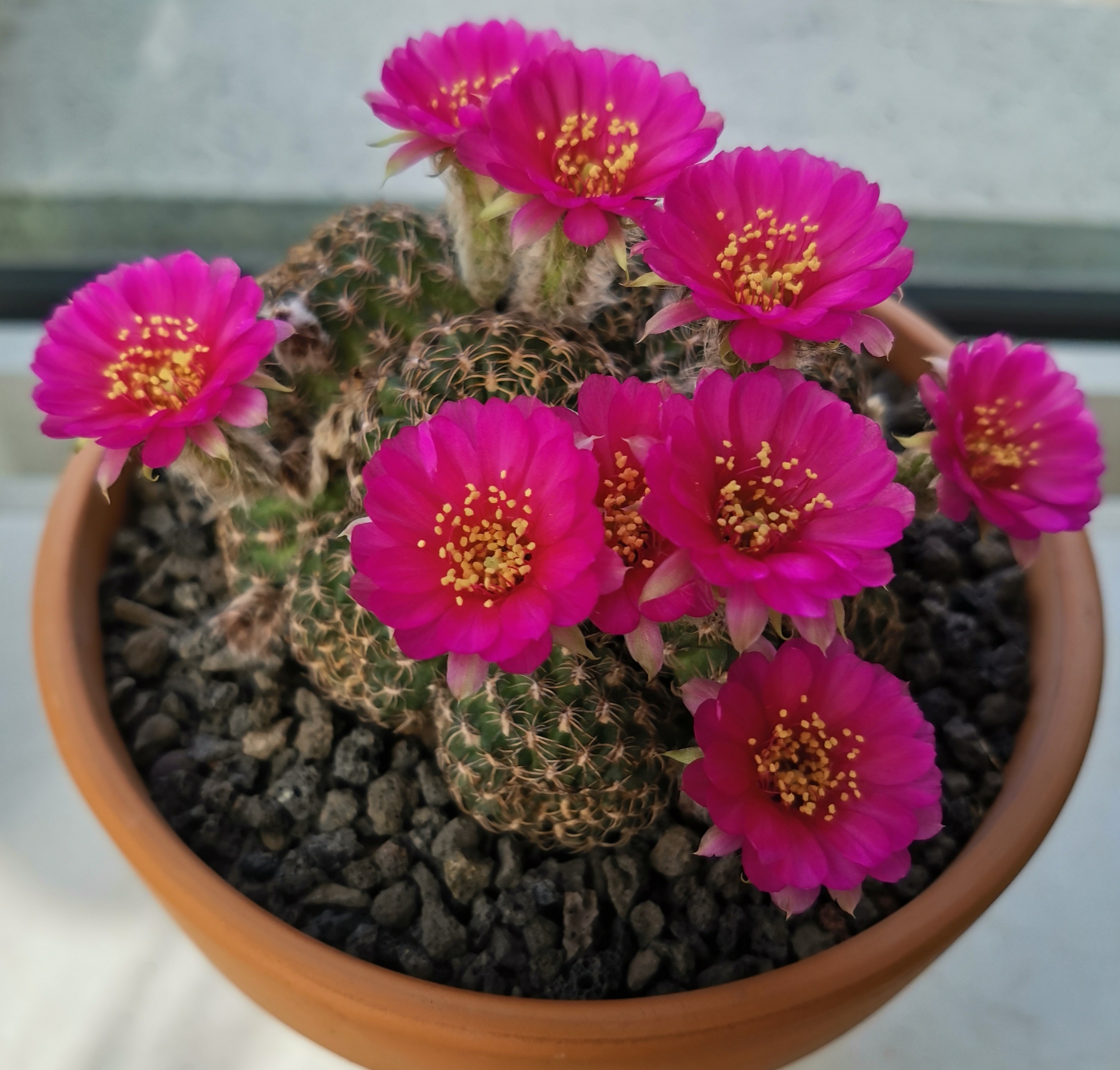 喜欢养仙人球，就选“阳春丸”，颜值高，好打理，每年开花好多次